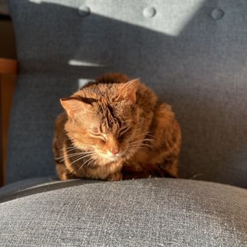 A Gentle Rest - Pet Services Near Me A Gentle Rest - Pet Services Near Me