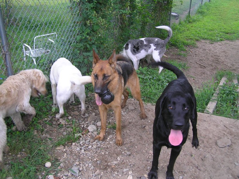 Northeast School For Dogs Image