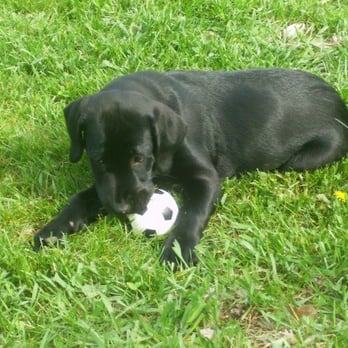 Beaver Ridge Labradors - baby lamb - Pet Training Near Me Beaver Ridge Labradors - baby lamb - Pet Training Near Me