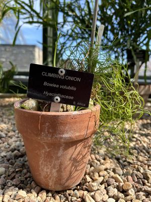 Floral Showhouse by null