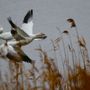 Photo of Edwin B. Forsythe National Wildlife Refuge