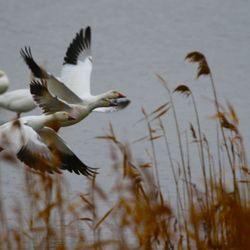 Edwin B. Forsythe National Wildlife Refuge - Even in dismal weather, there was plenty of wildlife to view