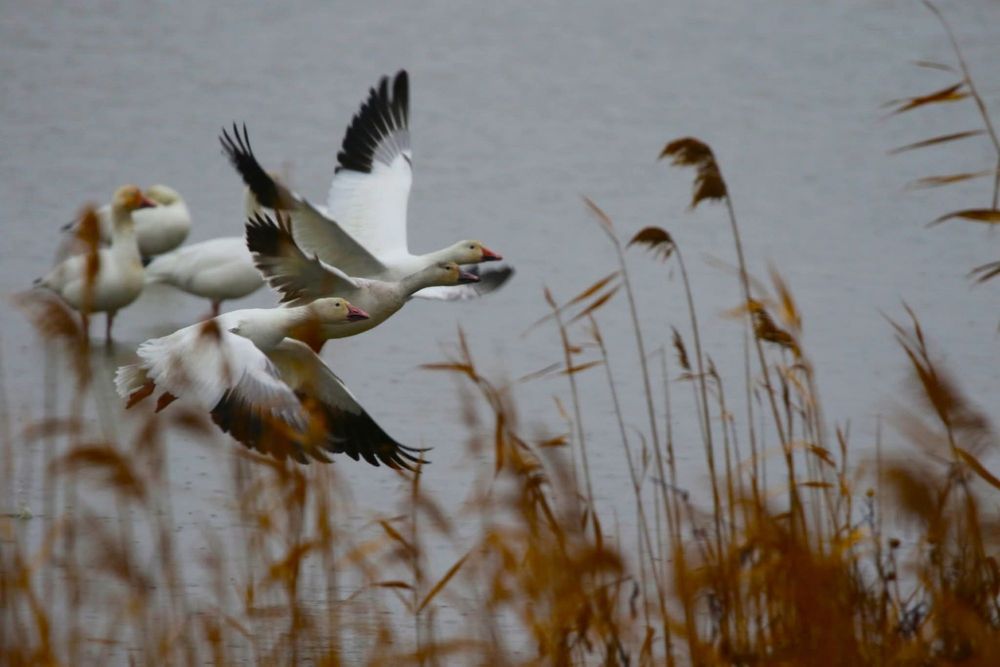 Edwin B. Forsythe National Wildlife Refuge Logo