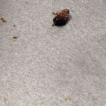 Jack in the Box - cockroach in resturant - Fast Food Near Me - Kahului, Hawaii