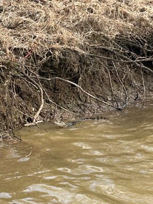 McGee's Louisiana Swamp & Airboat Tours by null