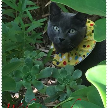 TrueCare for pets - Veterinarians Near Me - Studio City, California TrueCare for pets - Veterinarians Near Me - Studio City, California