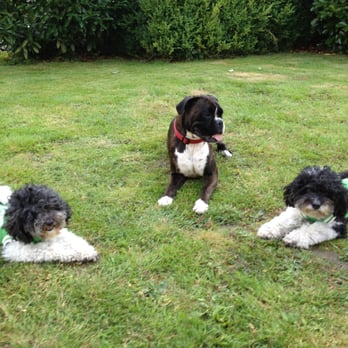 fundogkids - die Kinderhundeschule- - Smilla - Shari - Balisto - Pet Training Near Me - Bargteheide, SH fundogkids - die Kinderhundeschule- - Smilla - Shari - Balisto - Pet Training Near Me - Bargteheide, SH