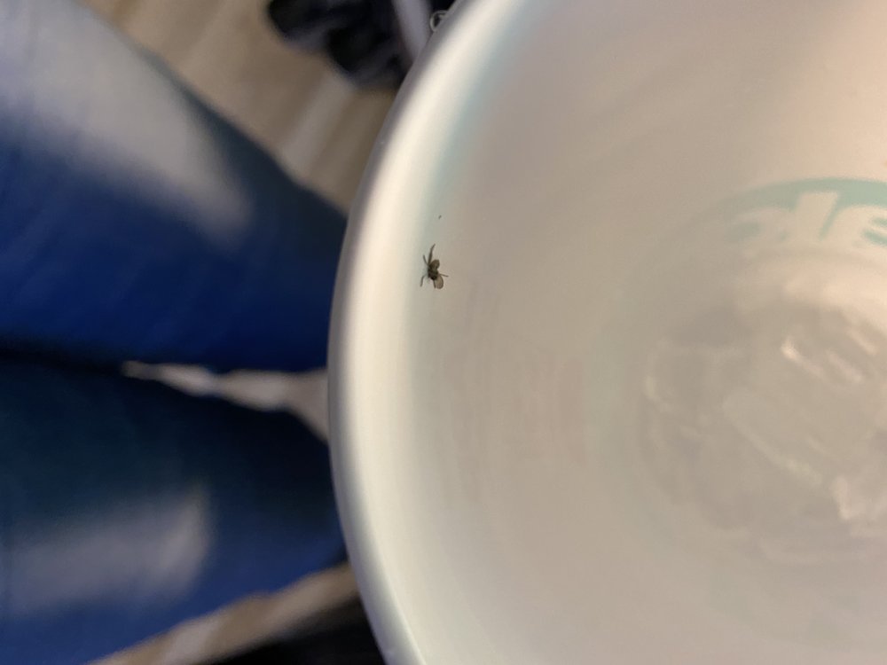 MCDONALD’S Updated September 2024 15 Reviews 1642 Pitkin Ave