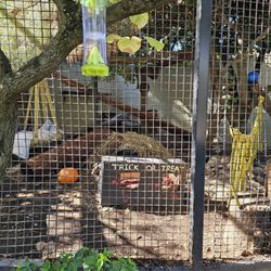 Micke Grove Zoo