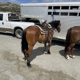 Beautiful horses! Beautiful horses!