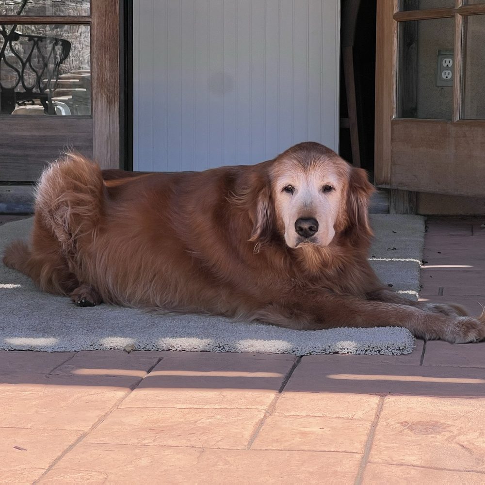 Scenthound Escondido - Penny - Pet Groomers Near Me - Escondido, California Scenthound Escondido - Penny - Pet Groomers Near Me - Escondido, California