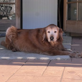Scenthound Escondido - Penny - Pet Groomers Near Me - Escondido, California