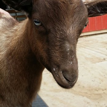 Goat Milk Stuff - Cosmetics & Beauty Supply Near Me - Scottsburg, Indiana Goat Milk Stuff - Cosmetics & Beauty Supply Near Me - Scottsburg, Indiana