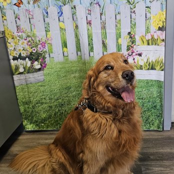 Cherry Creek Veterinary Hospital - Gunner W loves posing at the photo wall - Veterinarians Near Me - Antelope, California Cherry Creek Veterinary Hospital - Gunner W loves posing at the photo wall - Veterinarians Near Me - Antelope, California