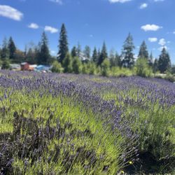 Stringtown Cellars & Lavender Farm