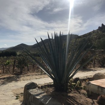 Viña de Frannes - Wineries Near Me - Ensenada, BCN Viña de Frannes - Wineries Near Me - Ensenada, BCN