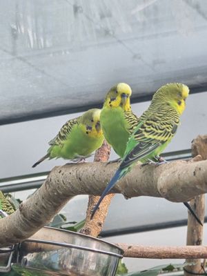 Haus des Meeres (House of the Sea) by null