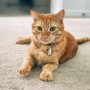 Photo of Wagging Tails Dog Walking & Pet Sitting of Williamsburg