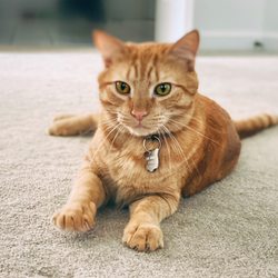 Wagging Tails Dog Walking & Pet Sitting of Williamsburg