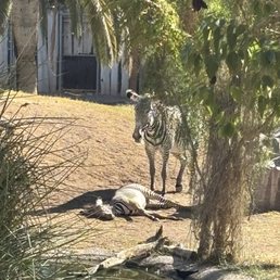 Baby zebra... 2 months old and mom