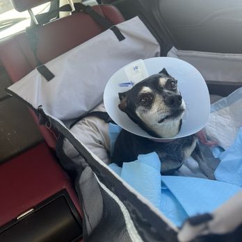 Papaya Veterinary Emergency - Post op and ready to come home! - Emergency Pet Hospital Near Me - Encinitas, California
