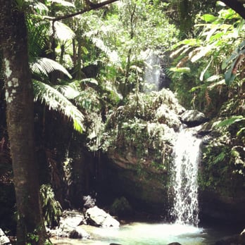 Jack Roman's Rainforest Tour - Tours Near Me