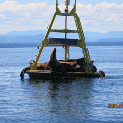Homalco Wildlife Tours - sea lions!