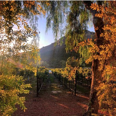 Rancho Guejito Vineyard by null