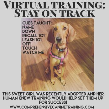 Comprehensive Canine Training - CCT offers virtual training! - Pet Training Near Me