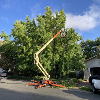 Arborguard - Liquid Amber pruning from a aerial lift. Auburn CA - Tree Services Near Me Arborguard - Liquid Amber pruning from a aerial lift. Auburn CA - Tree Services Near Me