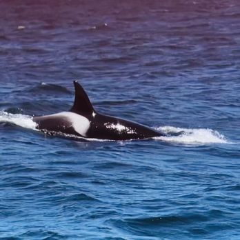 Sea Goddess Whale Watching - Orca - Whale Watching Tours Near Me - Moss Landing, California Sea Goddess Whale Watching - Orca - Whale Watching Tours Near Me - Moss Landing, California