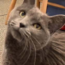 Furry Blessings - Honey