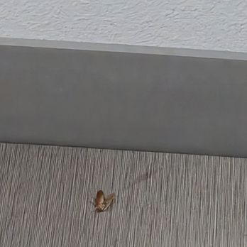 Avid - same roach I smashed in the main room - Hotels Near Me - Victorville, California Avid - same roach I smashed in the main room - Hotels Near Me - Victorville, California