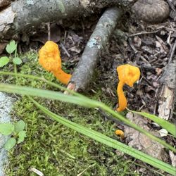 Mahlon Dickerson Reservation - Some tiny orange Chanterelles.