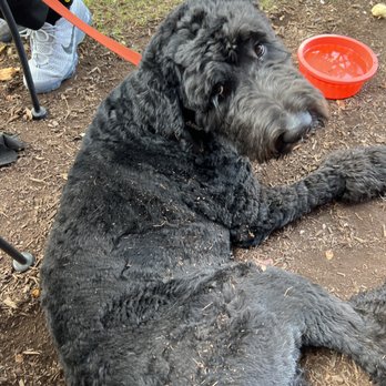 One Street Down Cafe - Terrence the Bernedoodle - Breakfast & Brunch Near Me - Redmond, Oregon