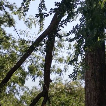 Robert Tompkins Tree Service - Fallen spar - over 2.5' in diameter! - Tree Services Near Me - Chico, California