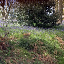 Bois de Cise d'Ault