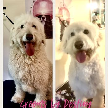 Grooms by Destiny - Pet Groomers Near Me Grooms by Destiny - Pet Groomers Near Me