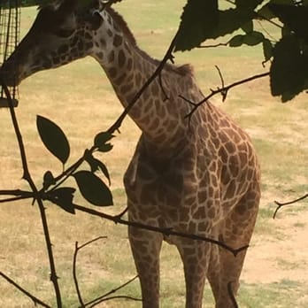 Cameron Park Zoo - Three giraffes. Amazing. - Zoos Near Me - Waco, Texas
