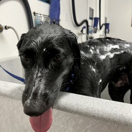 Bath time after rolling in sea gull