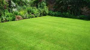 Lawn Care Lawn Weed Control