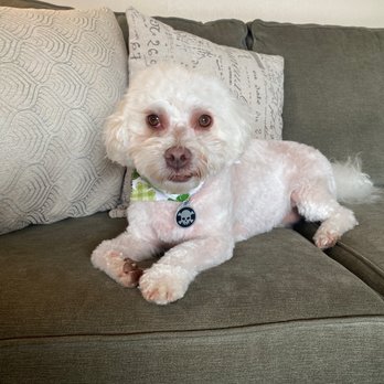 All For Paws - Dog groomer - Pet Groomers Near Me - Chelan, Washington