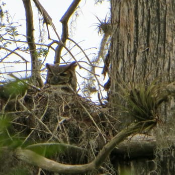 Fakahatchee Strand Preserve State Park - Great horned owl - Parks Near Me - Copeland, Florida
