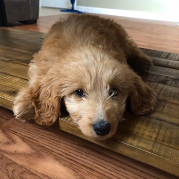 Colony Breeders - Pet Breeders Near Me