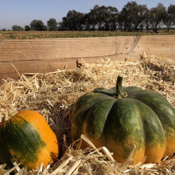Bishop's Pumpkin Farm - Success with finding pumpkins! - Christmas Trees Near Me - Wheatland, California Bishop's Pumpkin Farm - Success with finding pumpkins! - Christmas Trees Near Me - Wheatland, California