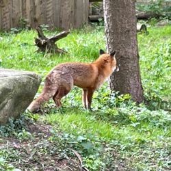 Wildpark Eekholt - Fuchs auf der Pirsch