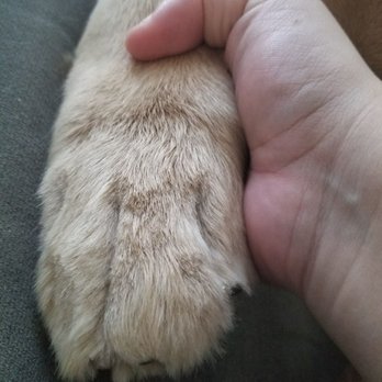 The Animal Keeper - Completely uneven, and not shaped correctly - Pet Training Near Me - Oceanside, California