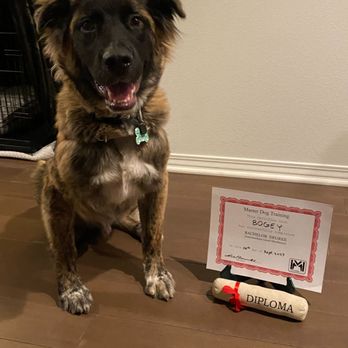 Master Dog Training - Bogey graduated Intermediate level! - Pet Training Near Me - Temple City, California Master Dog Training - Bogey graduated Intermediate level! - Pet Training Near Me - Temple City, California