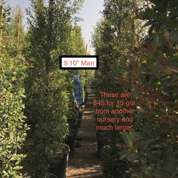 This photo is from another nursery, these Eugenia's are $45 for 15 gal and are well over 6' tall. This photo is from another nursery, these Eugenia's are $45 for 15 gal and are well over 6' tall.