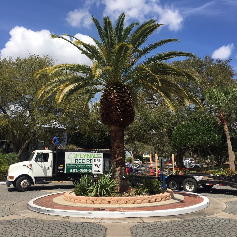 Flynn's Tree Pros - tree service in Orlando, FL
